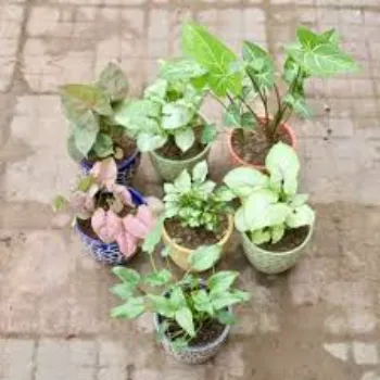 Natural Syngonium 